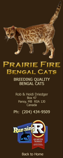 Prairie Fire Bengal Cats